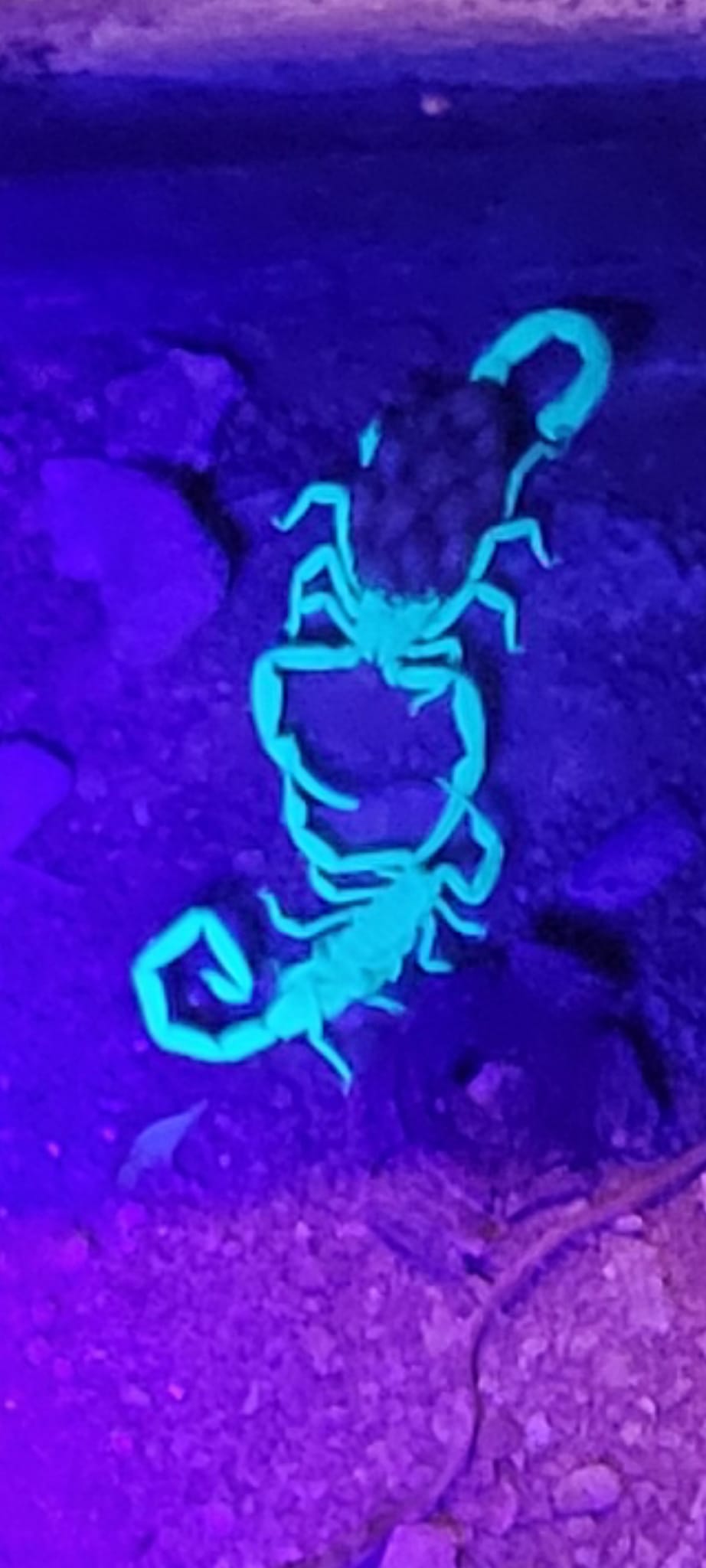 Pest Inspection in Las Vegas Yard