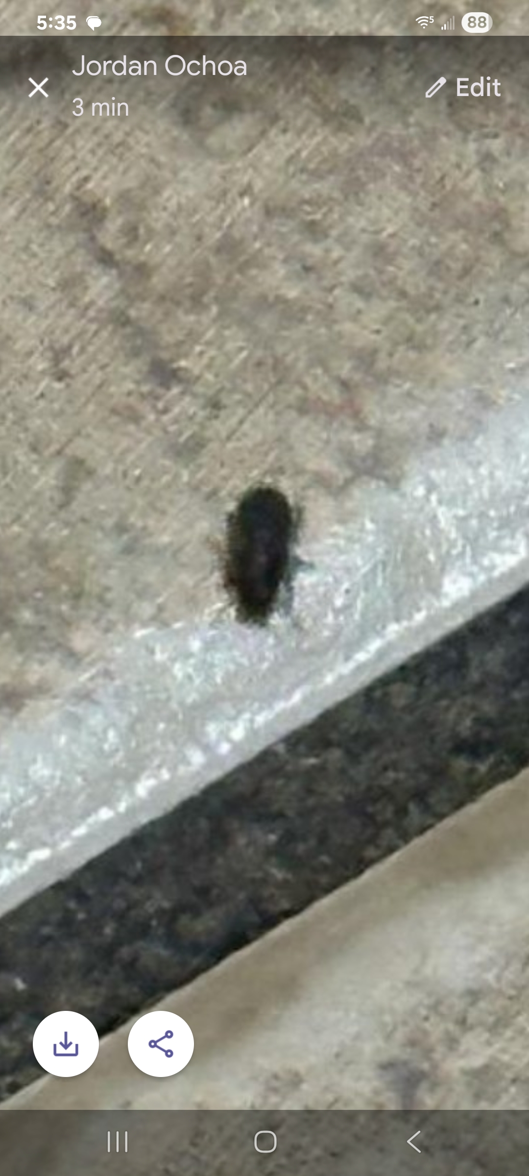 Commercial Pest Management